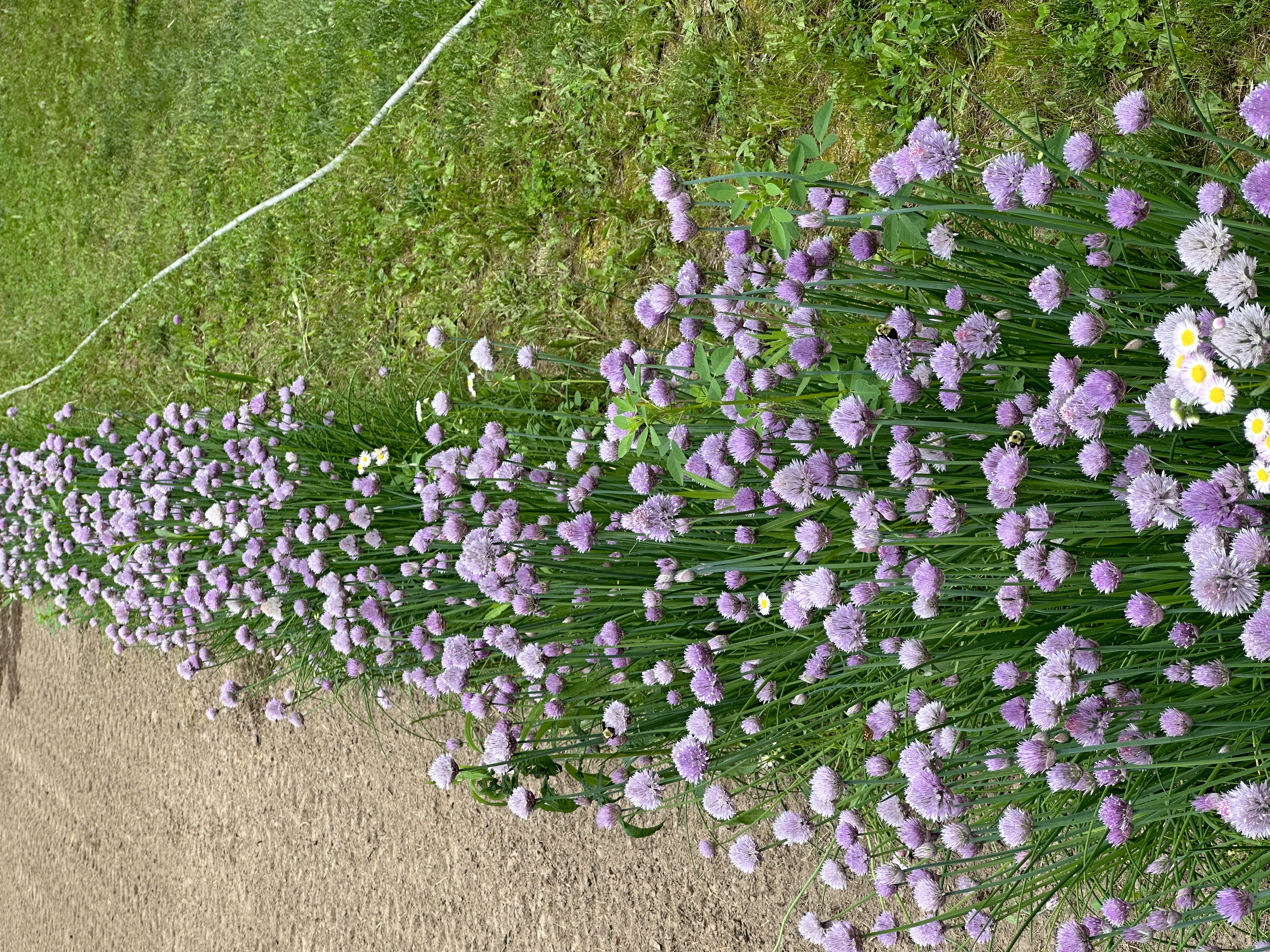 Camp10 Gardens flowers 2023