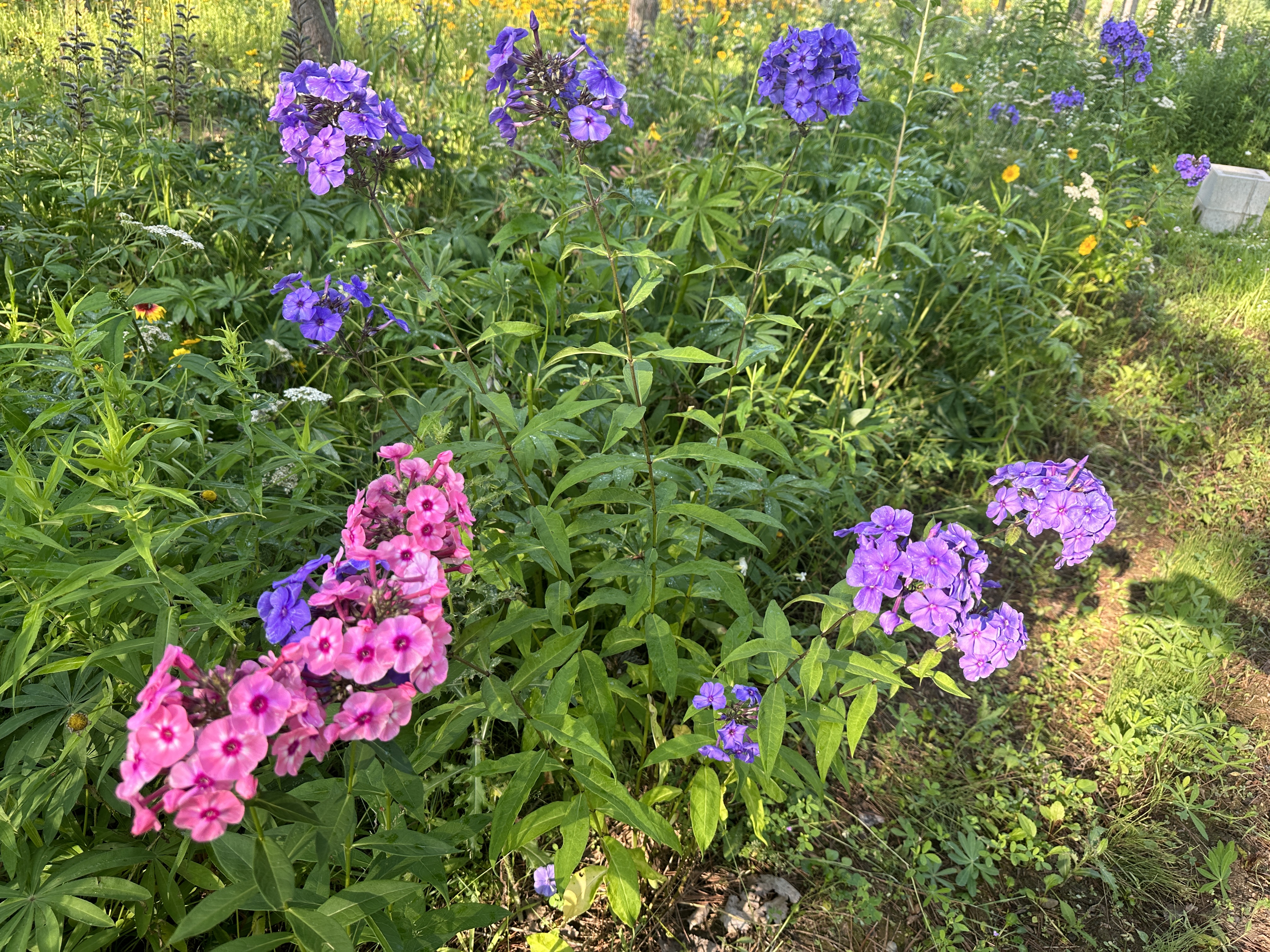 Camp10 Gardens flowers 2023