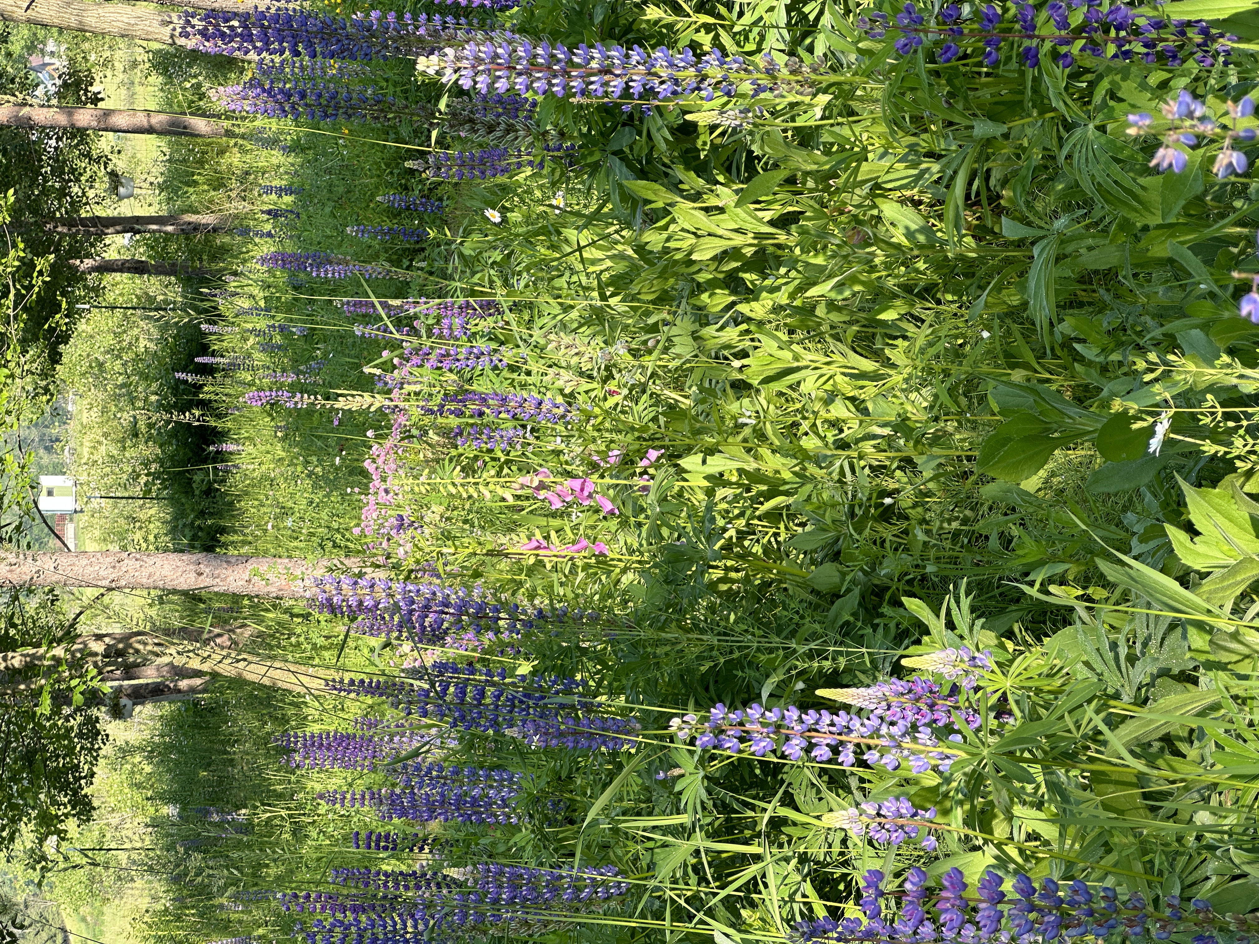 Camp10 Gardens flowers 2023