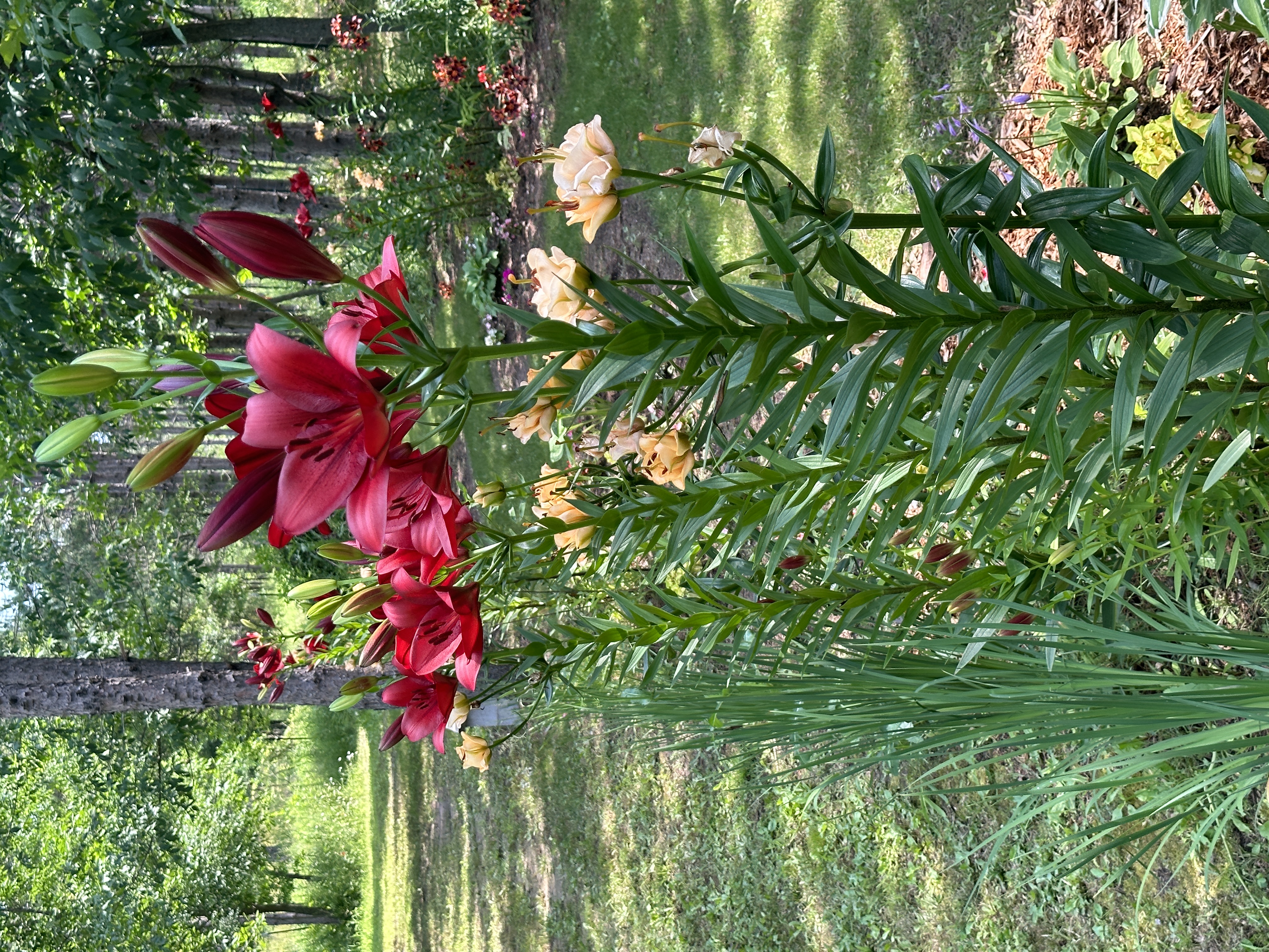 Camp10 Gardens flowers 2023