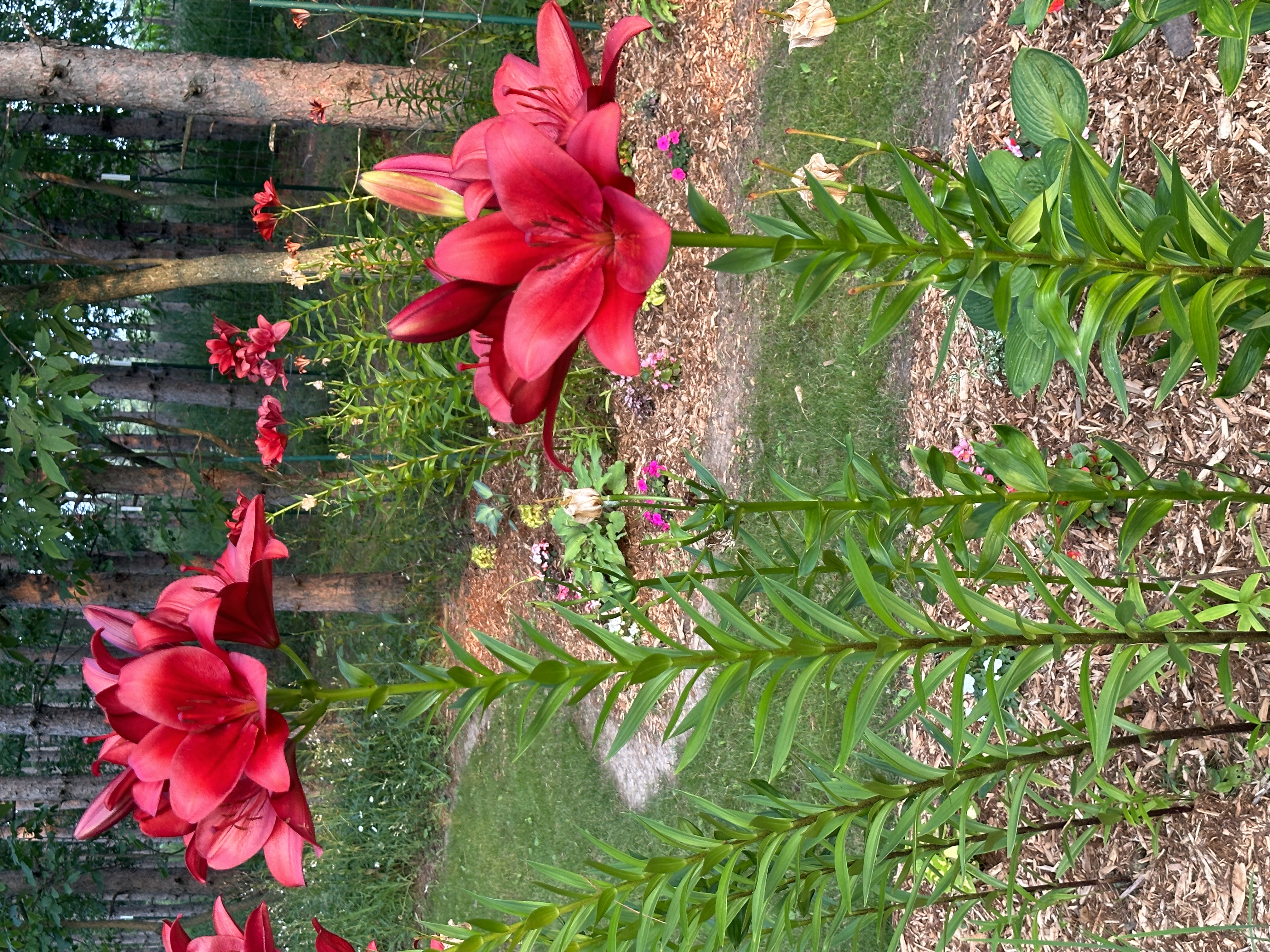 Camp10 Gardens flowers 2023