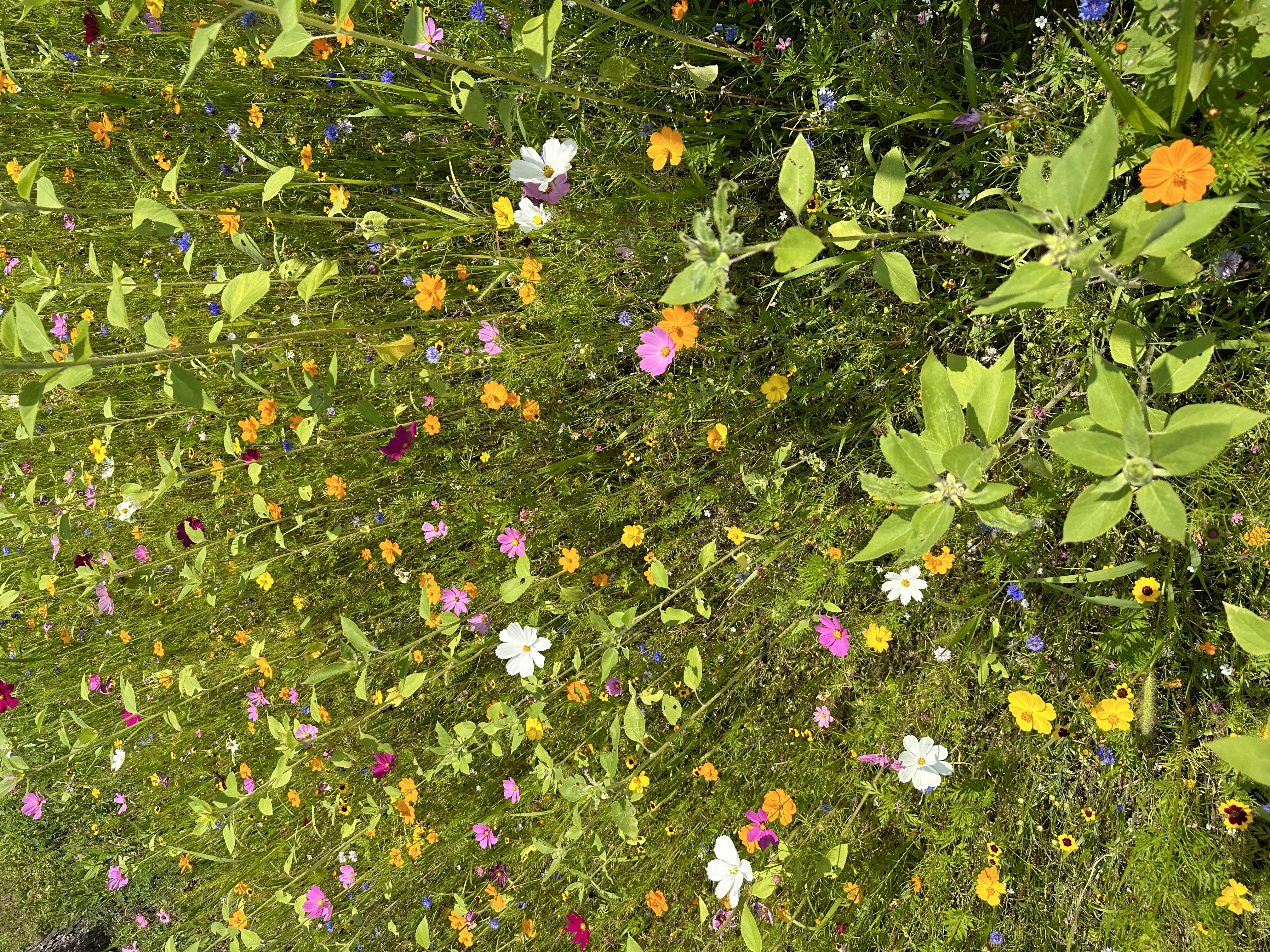 Camp10 Gardens flowers 2023