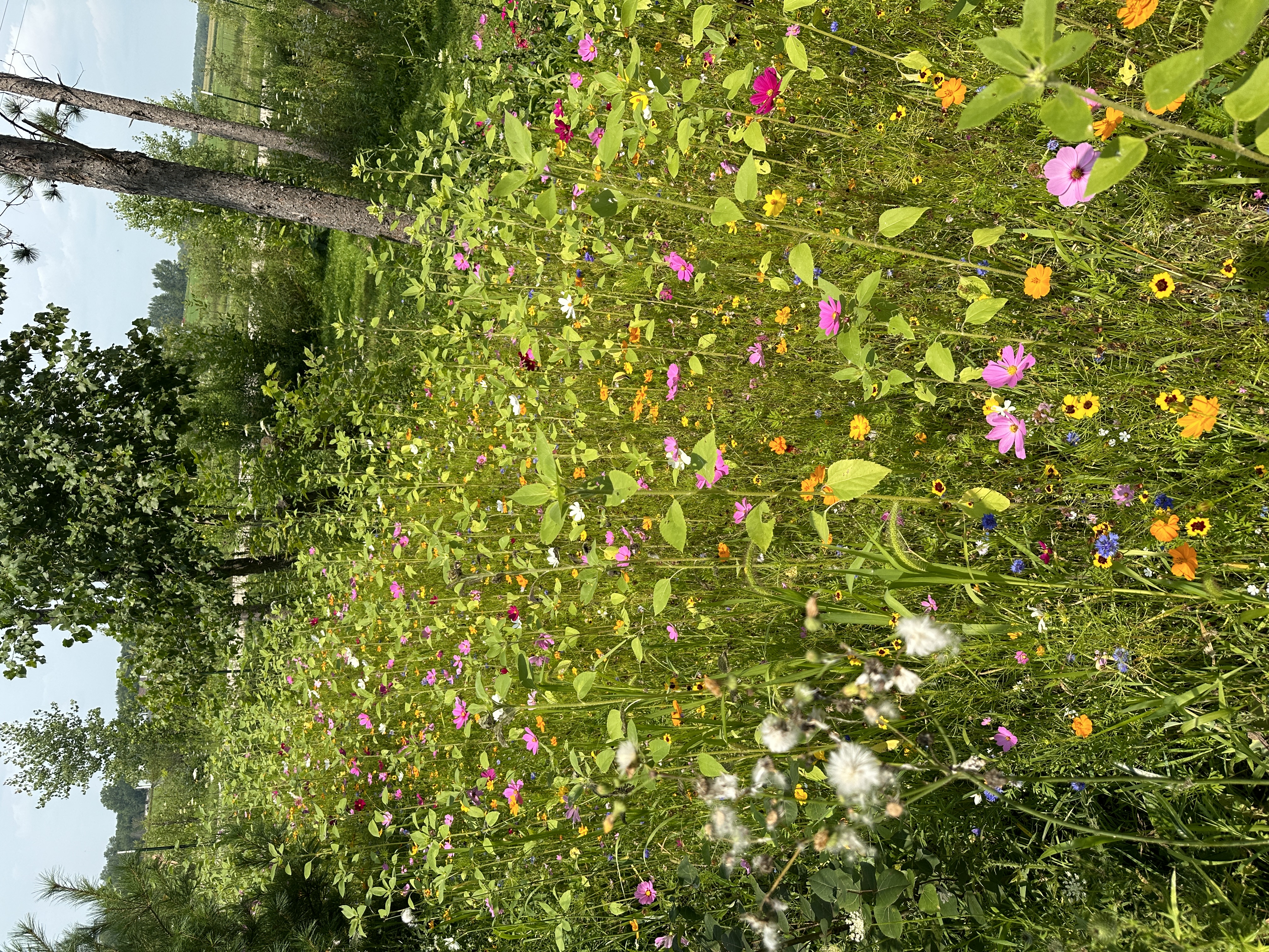 Camp10 Gardens flowers 2023