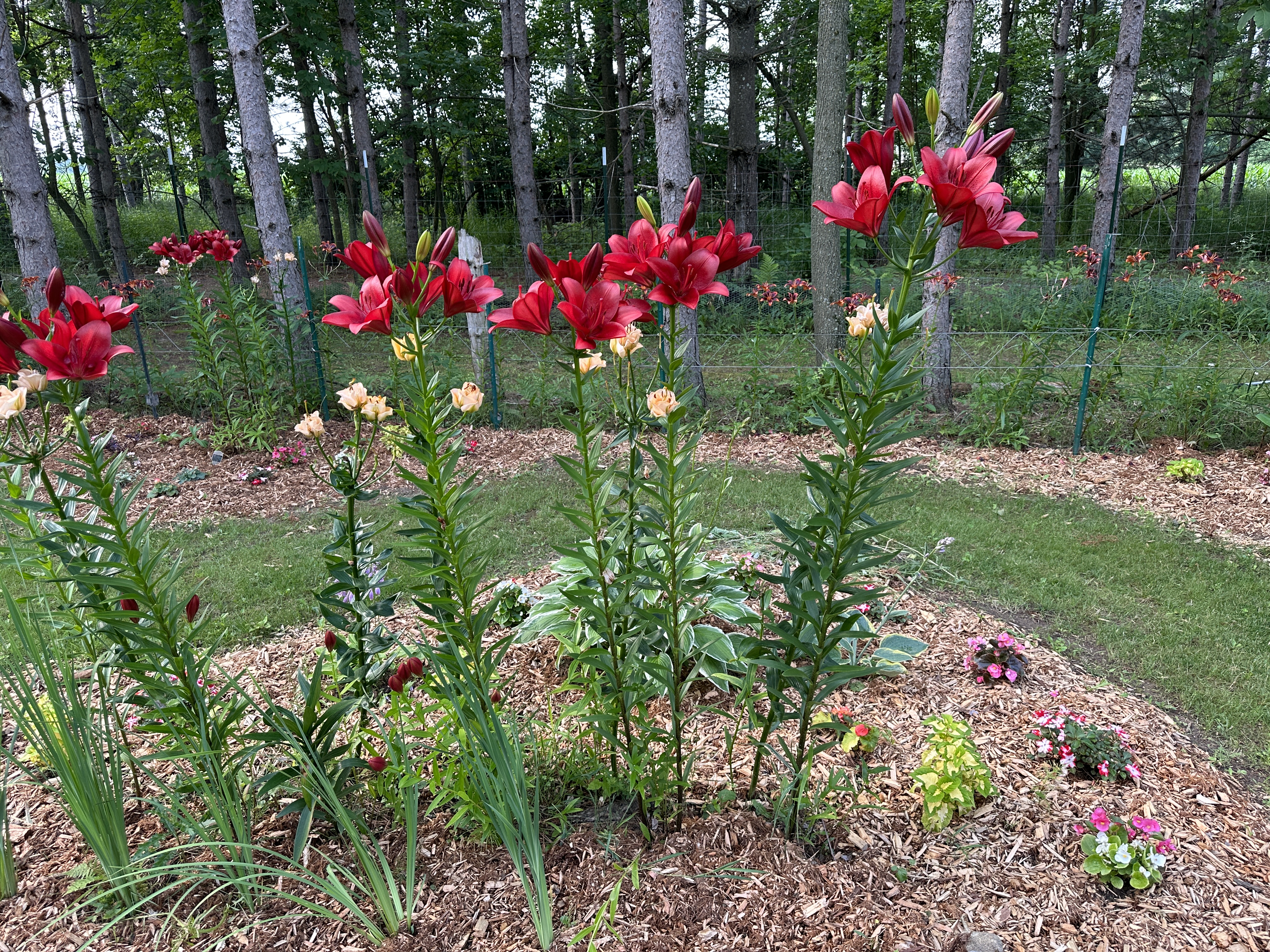 Camp10 Gardens flowers 2023