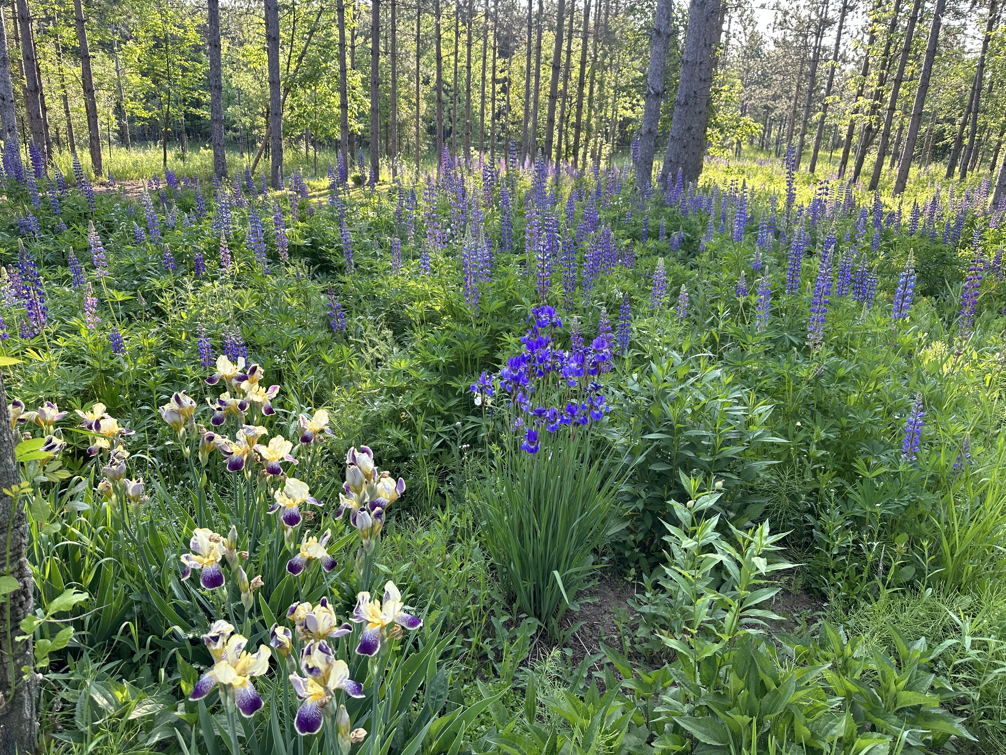 Camp10 Gardens flowers 2023