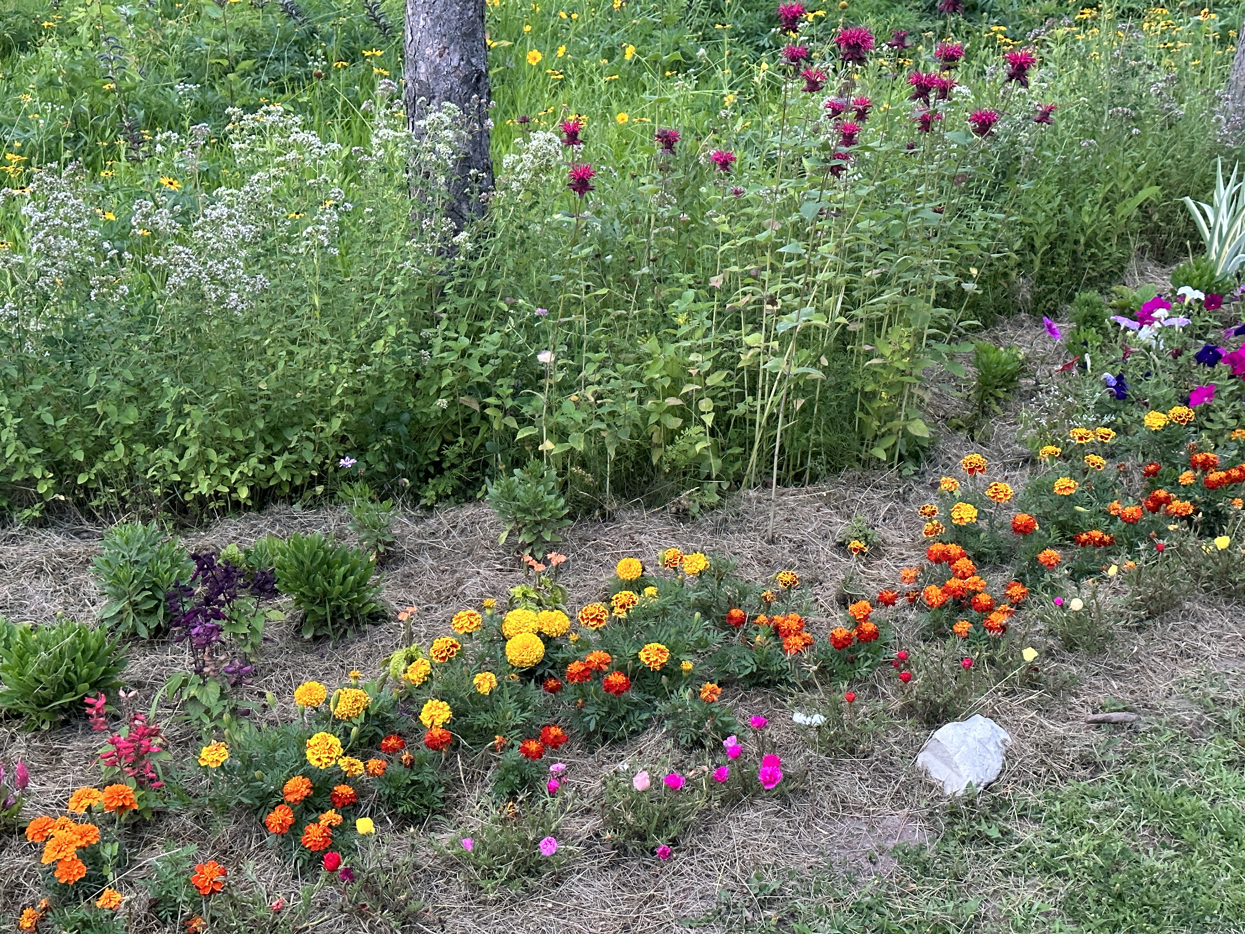 Camp10 Gardens flowers 2023