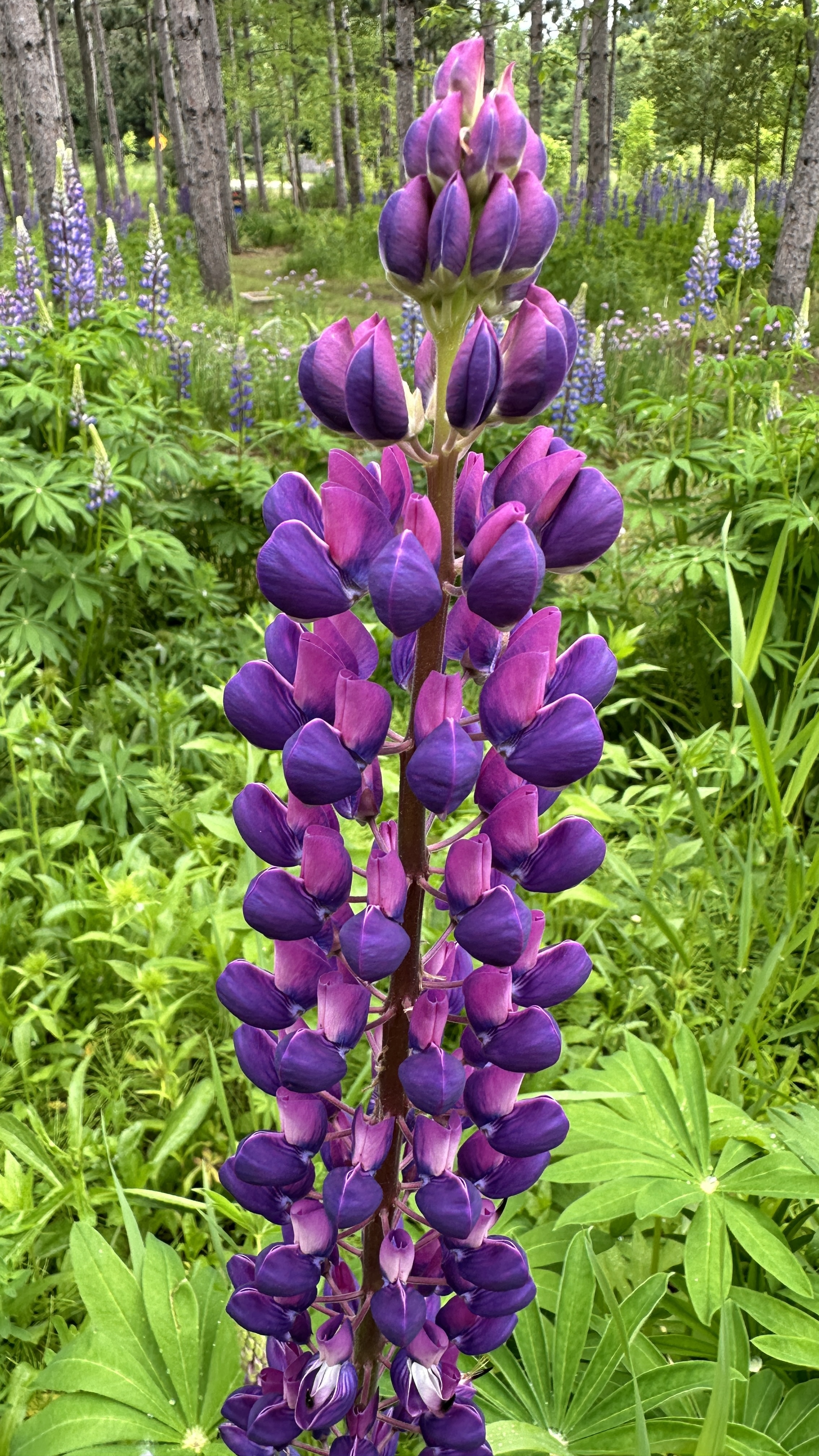 Camp10 Gardens flowers 2024