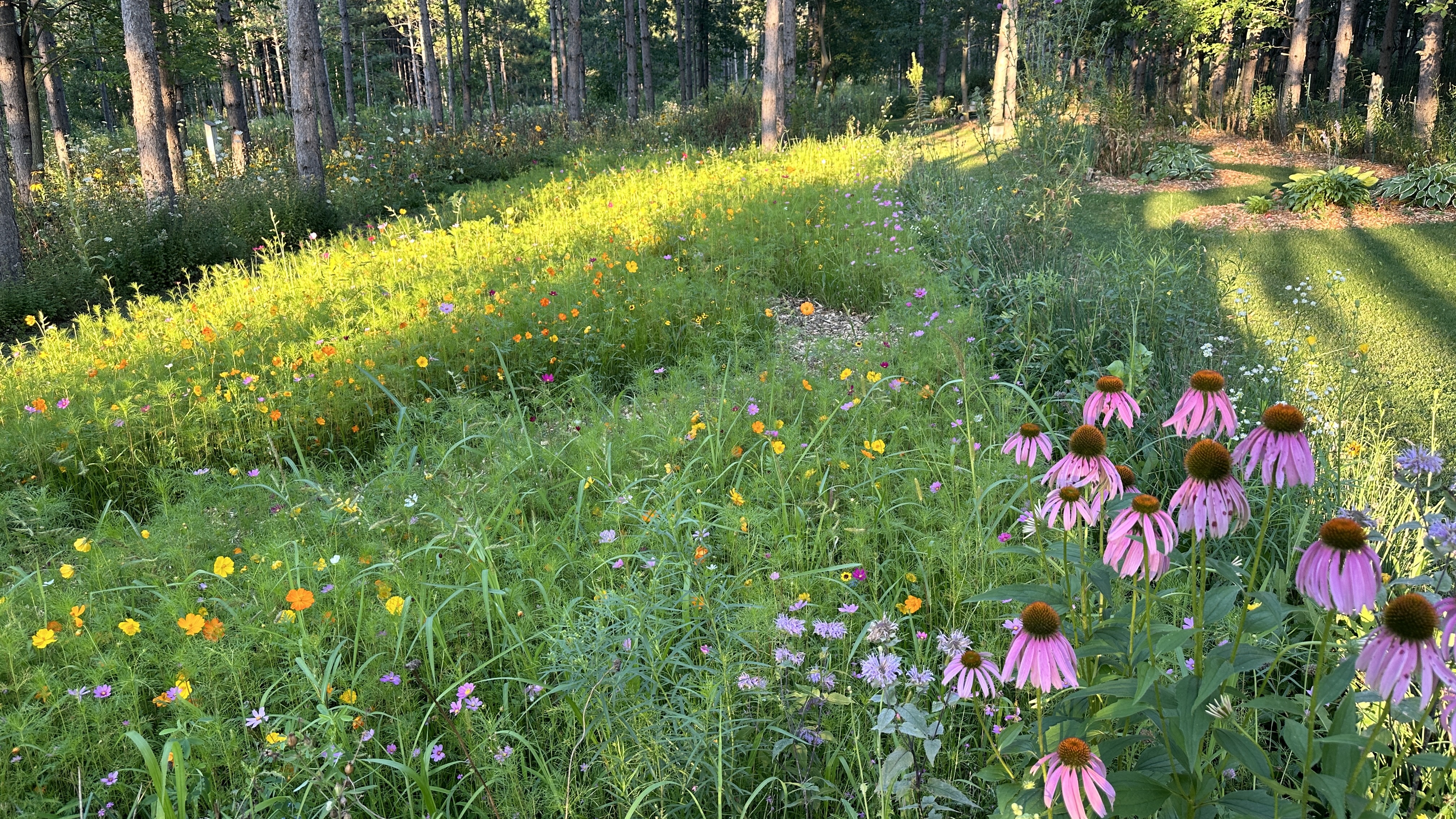Camp10 Gardens flowers 2024