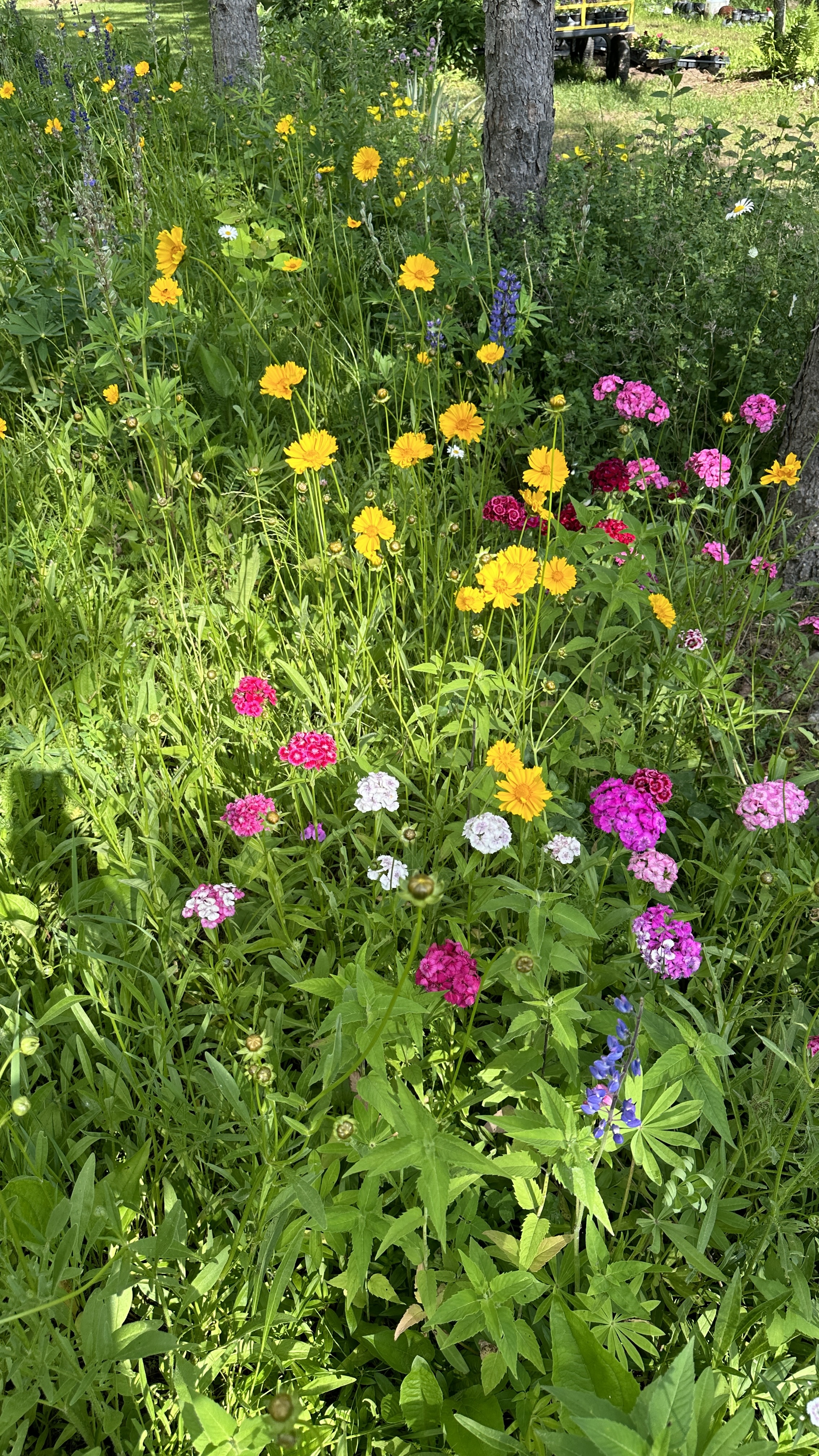 Camp10 Gardens flowers 2024