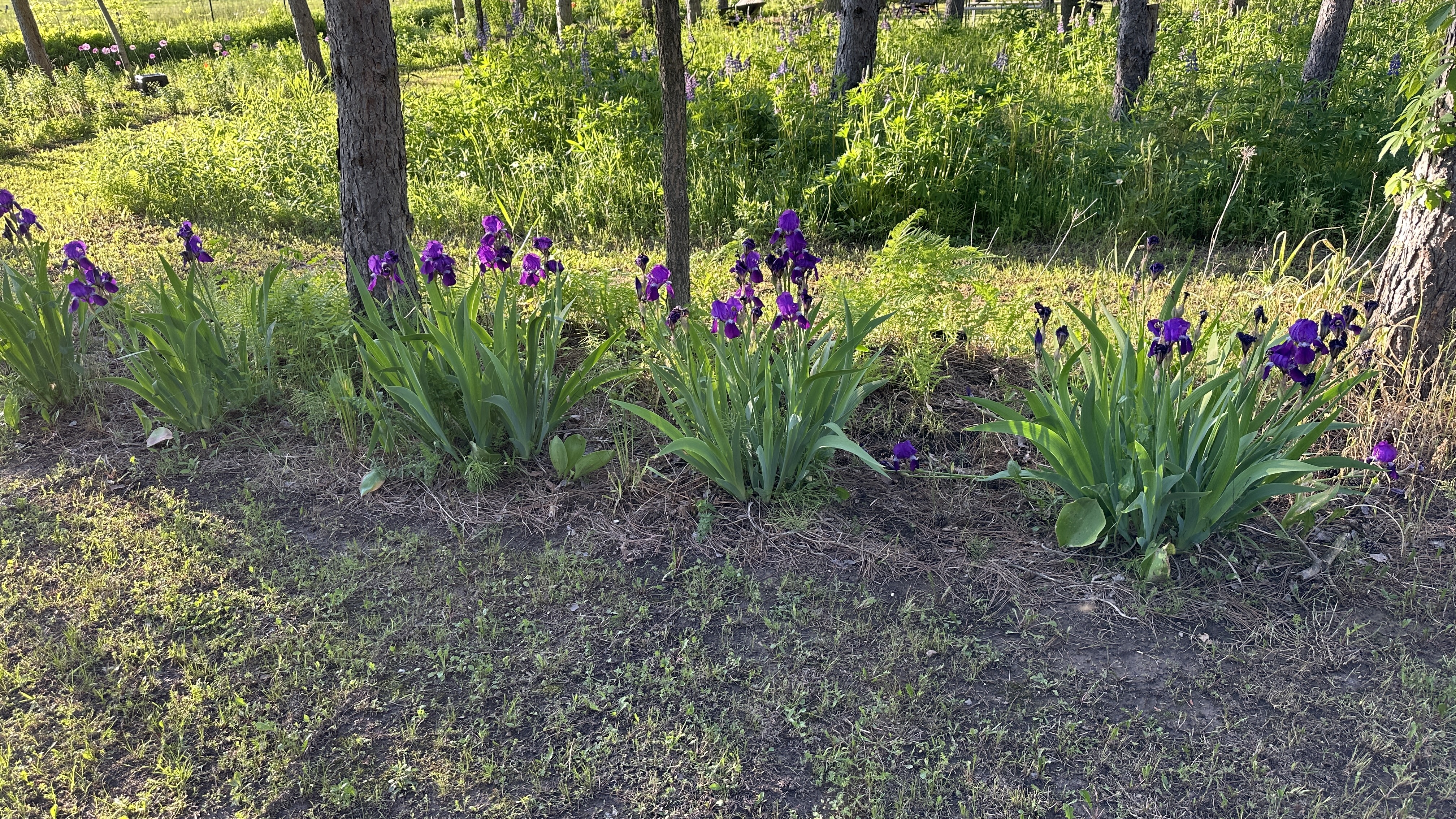 Camp10 Gardens flowers 2024