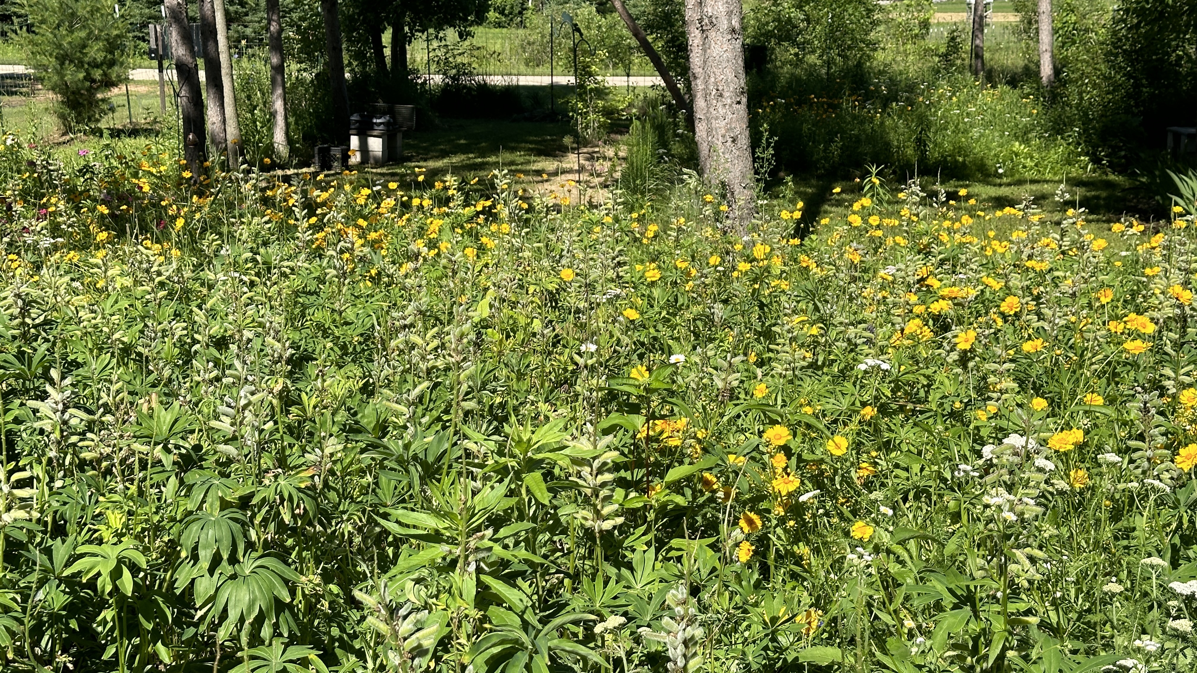 Camp10 Gardens flowers 2024