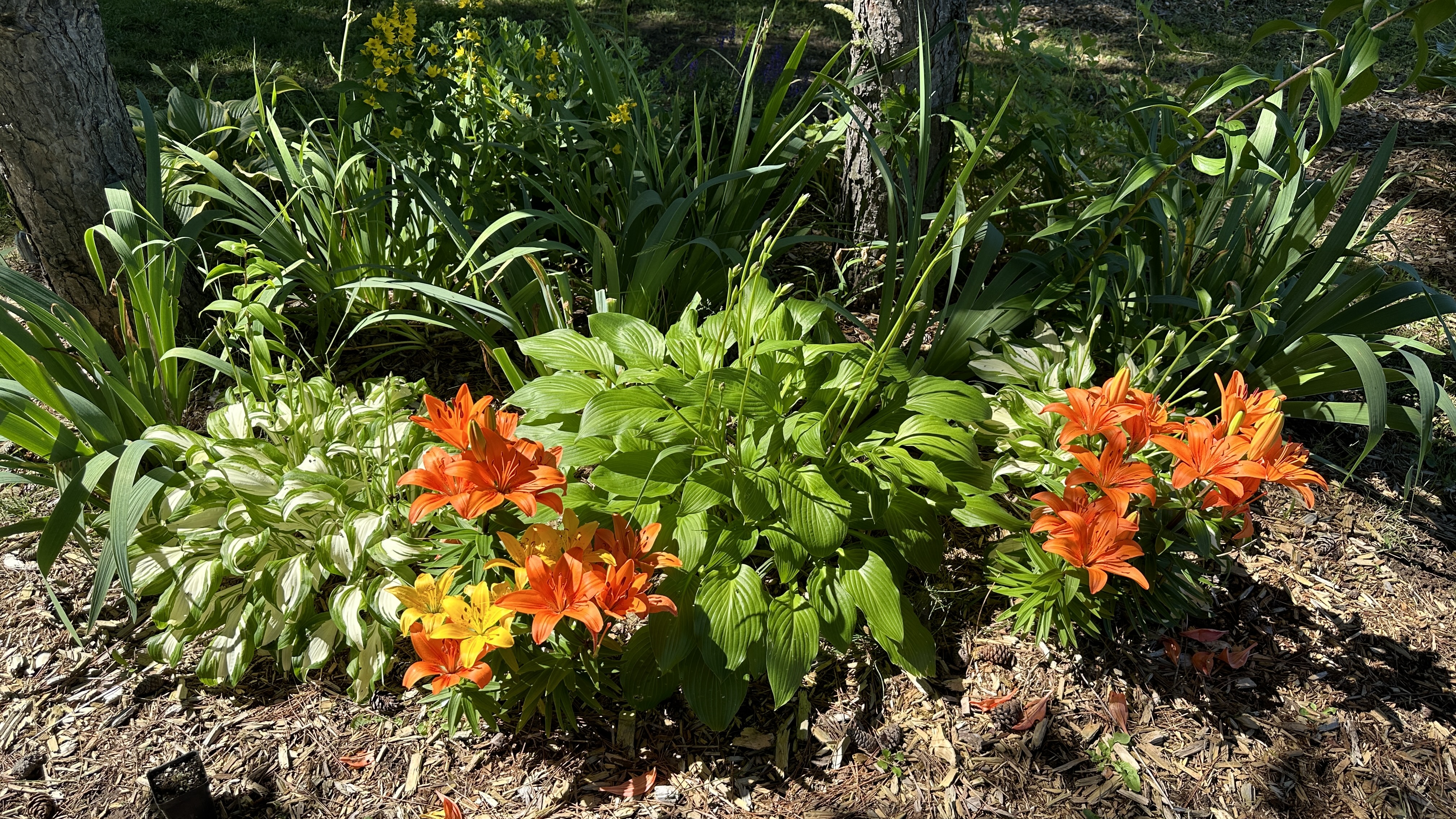 Camp10 Gardens flowers 2024