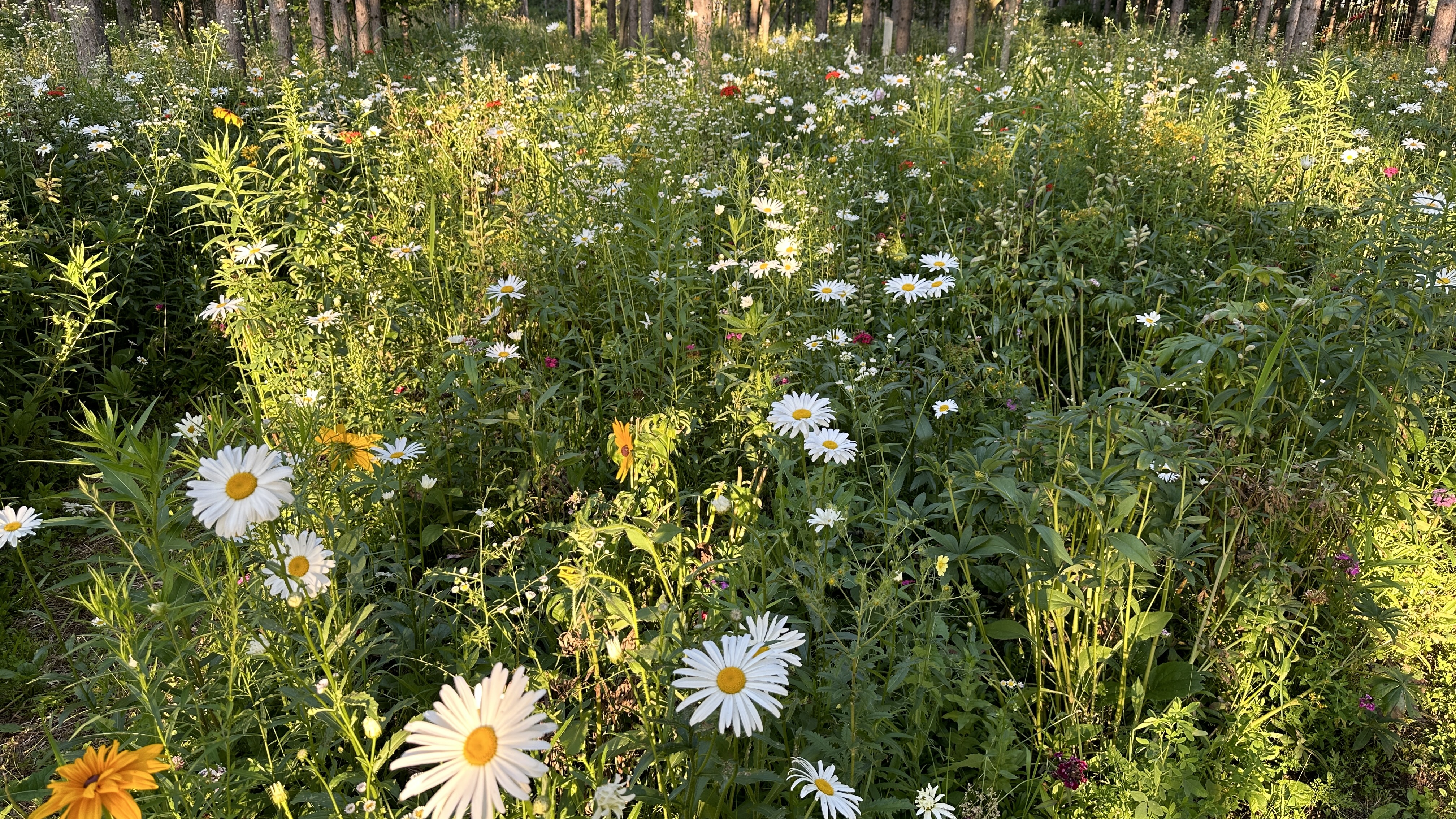 Camp10 Gardens flowers 2024