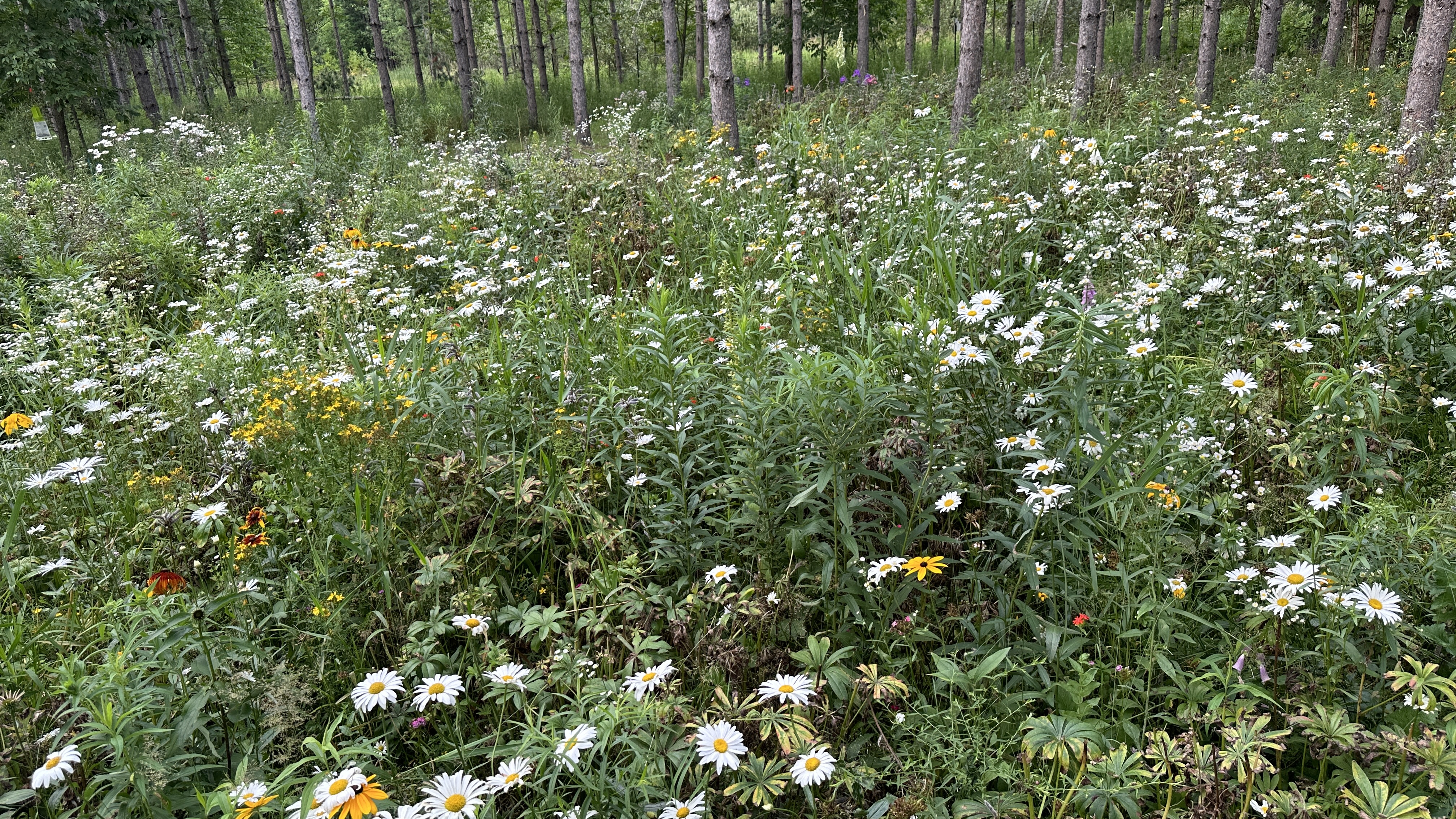 Camp10 Gardens flowers 2024