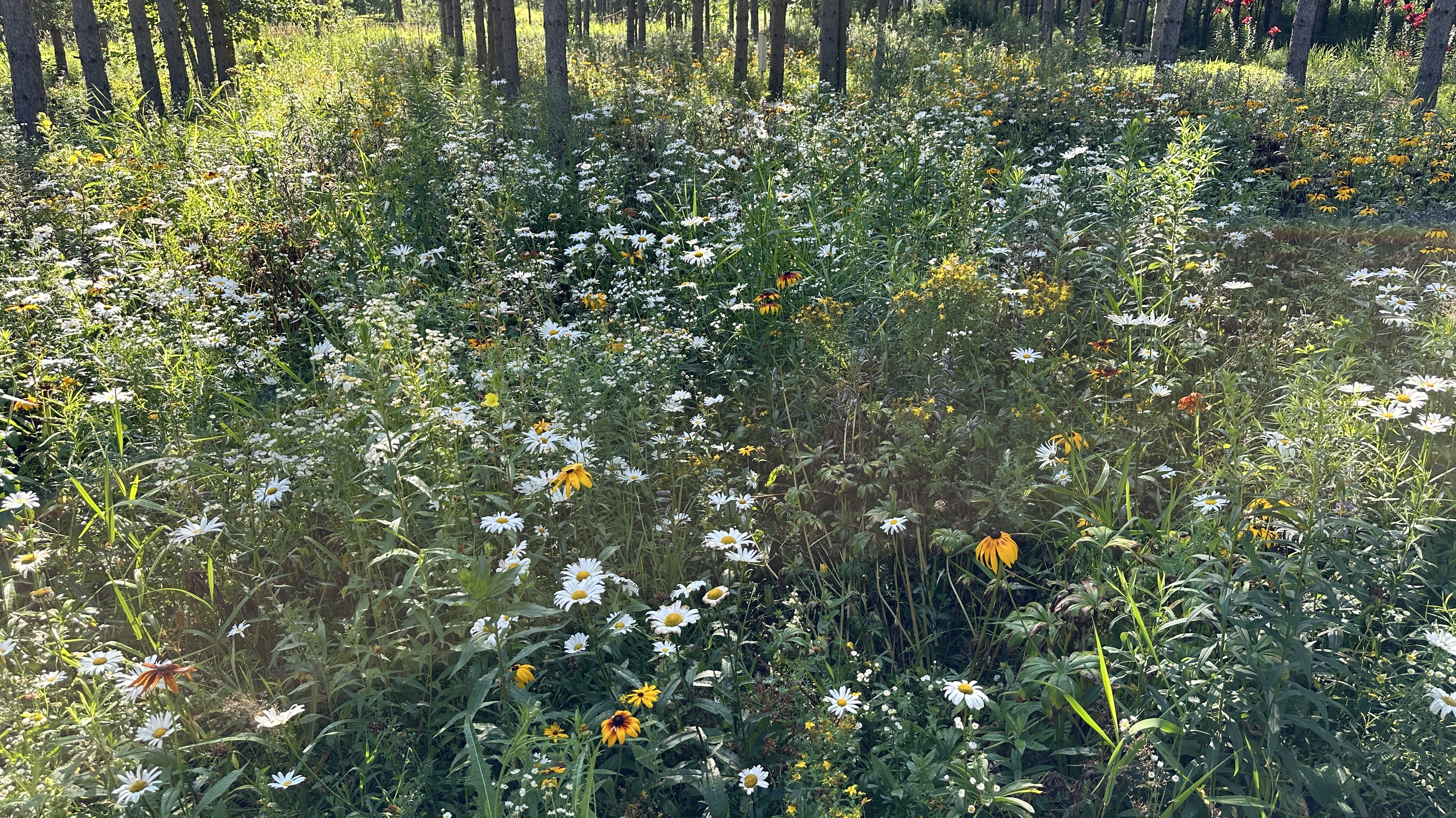 Camp10 Gardens flowers 2024