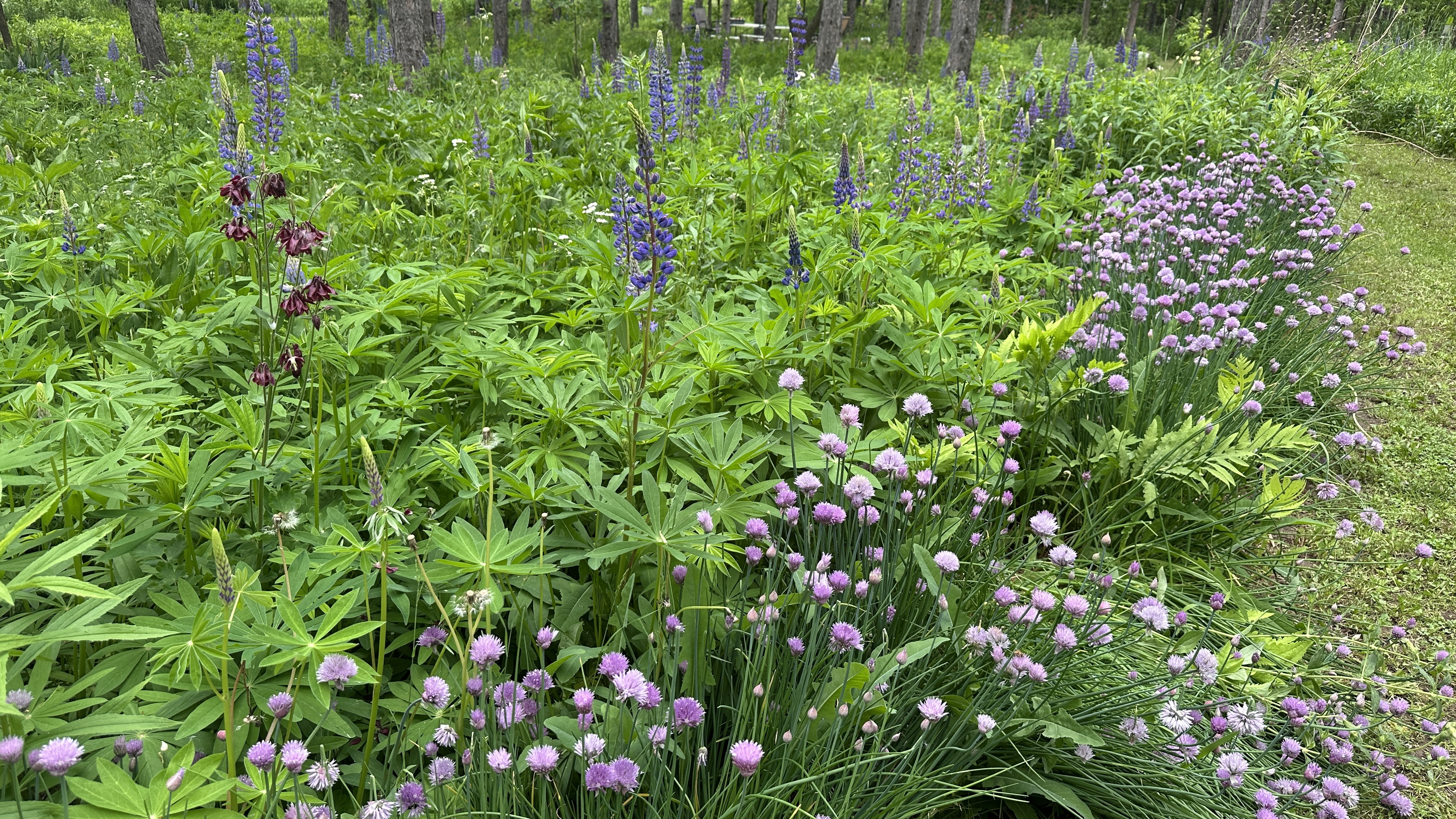 Camp10 Gardens flowers 2025
