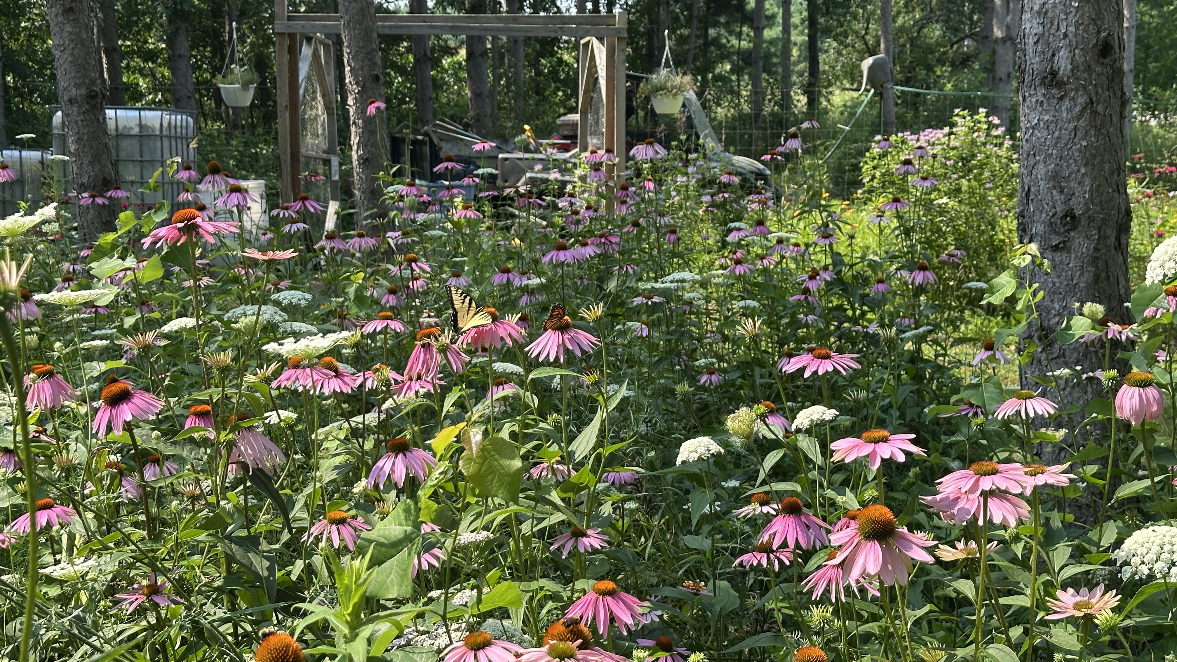 Camp10 Gardens flowers 2025
