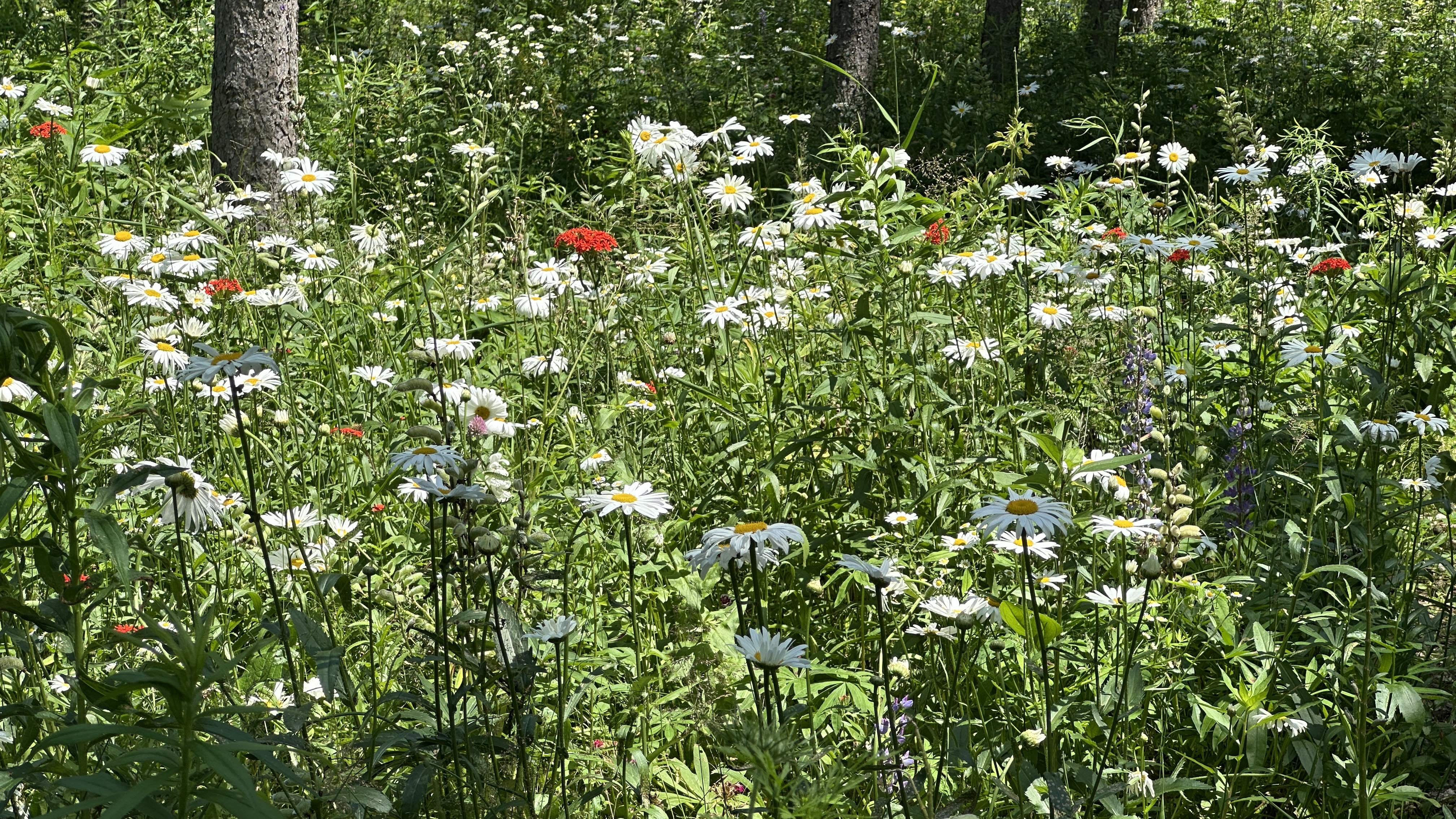 Camp10 Gardens flowers 2025