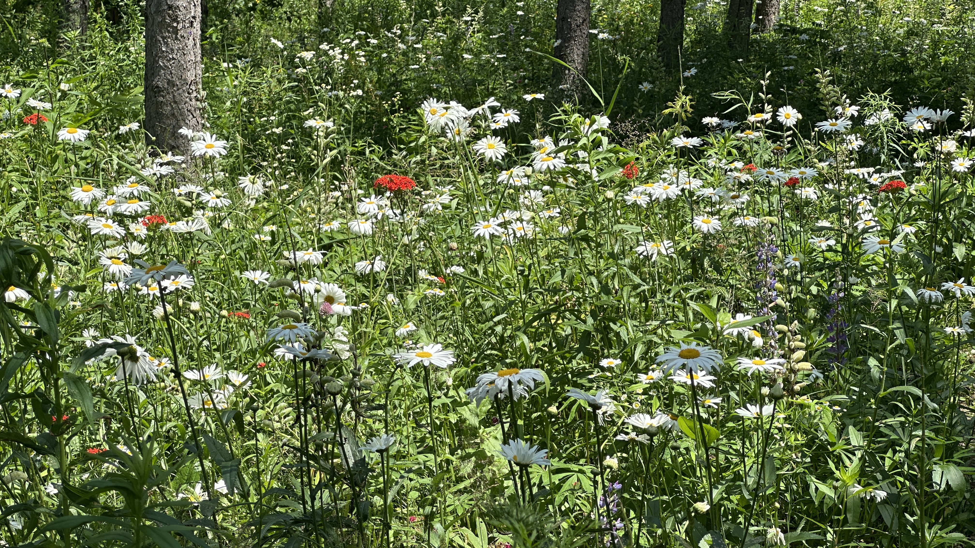 Camp10 Gardens flowers 2025
