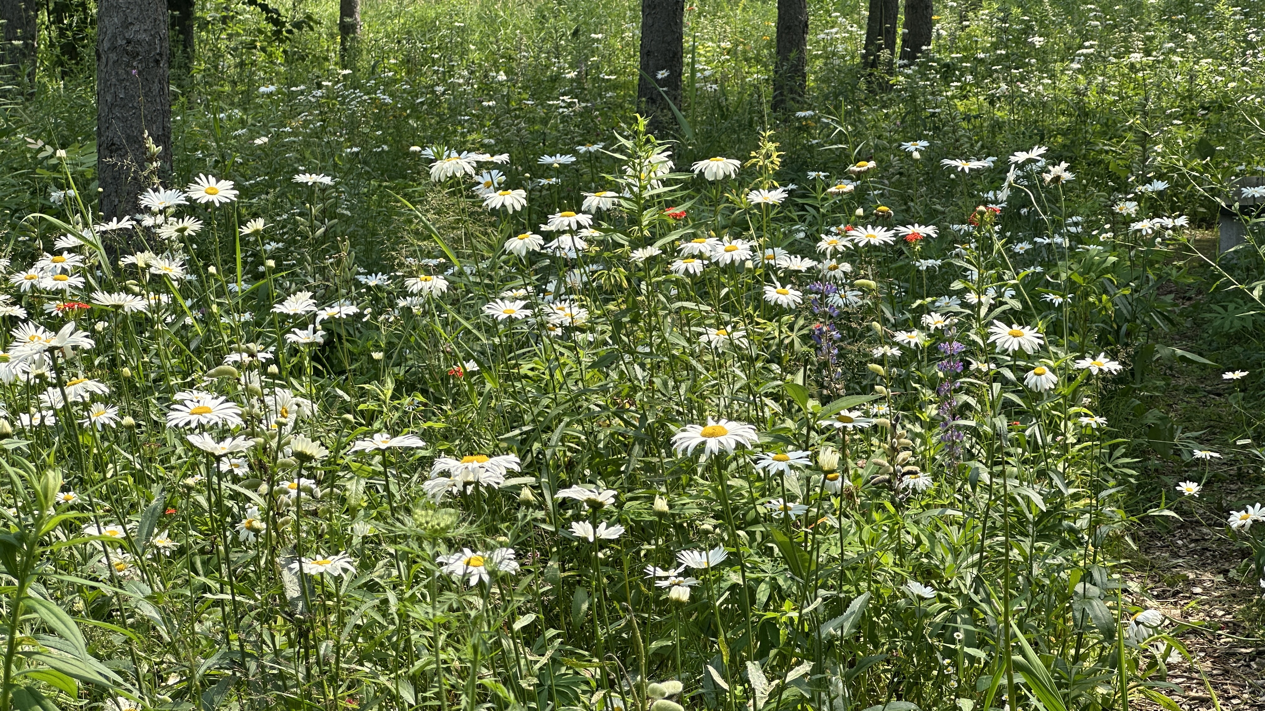 Camp10 Gardens flowers 2025