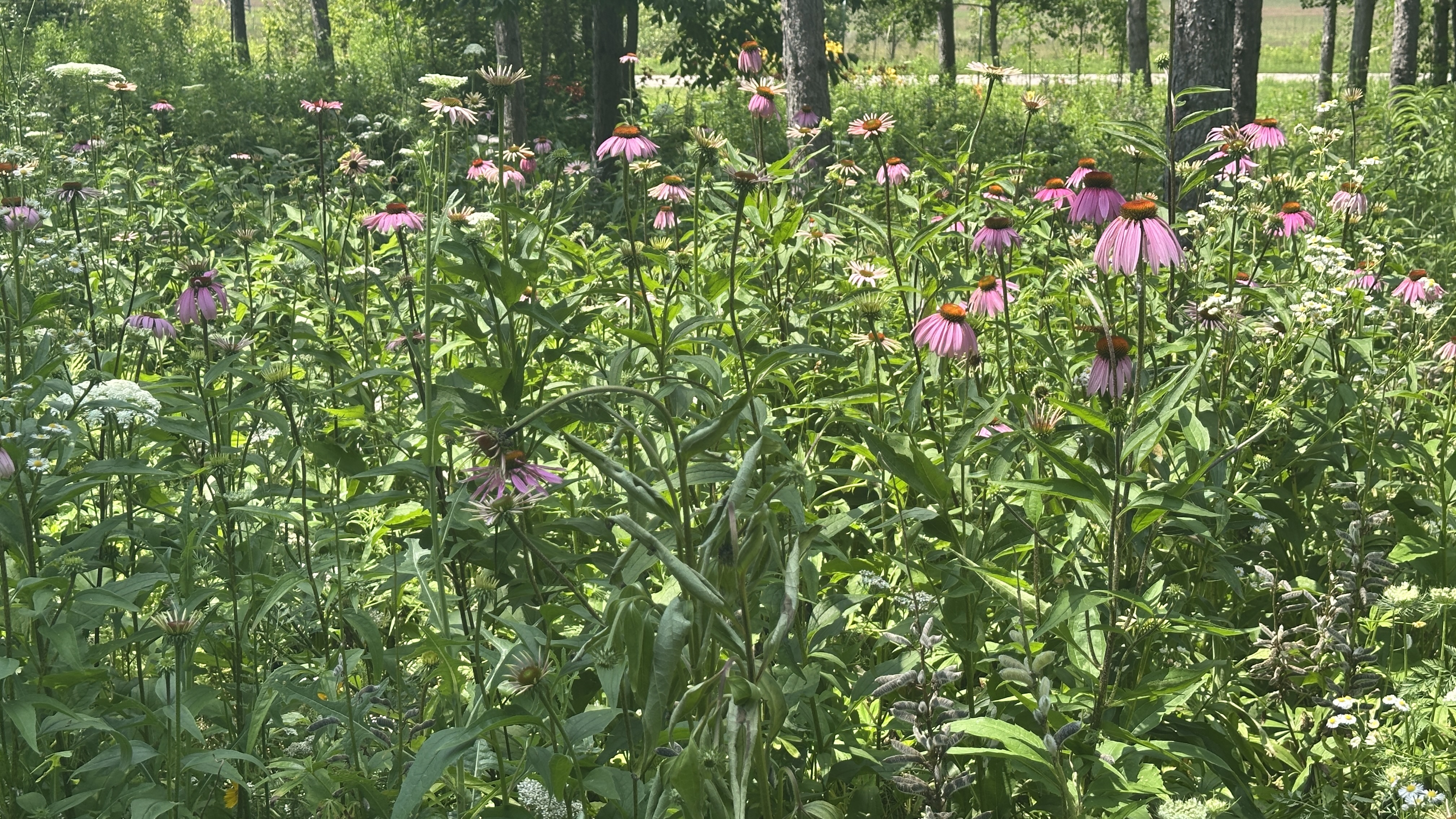 Camp10 Gardens flowers 2025