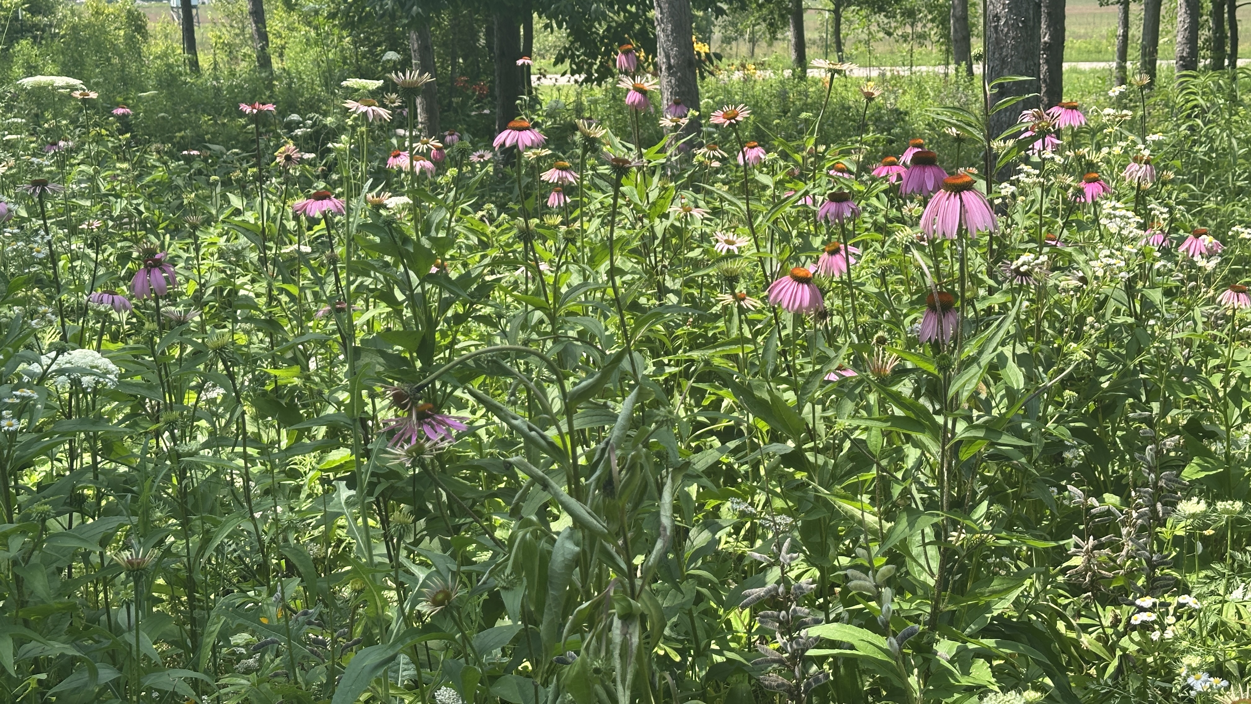 Camp10 Gardens flowers 2025