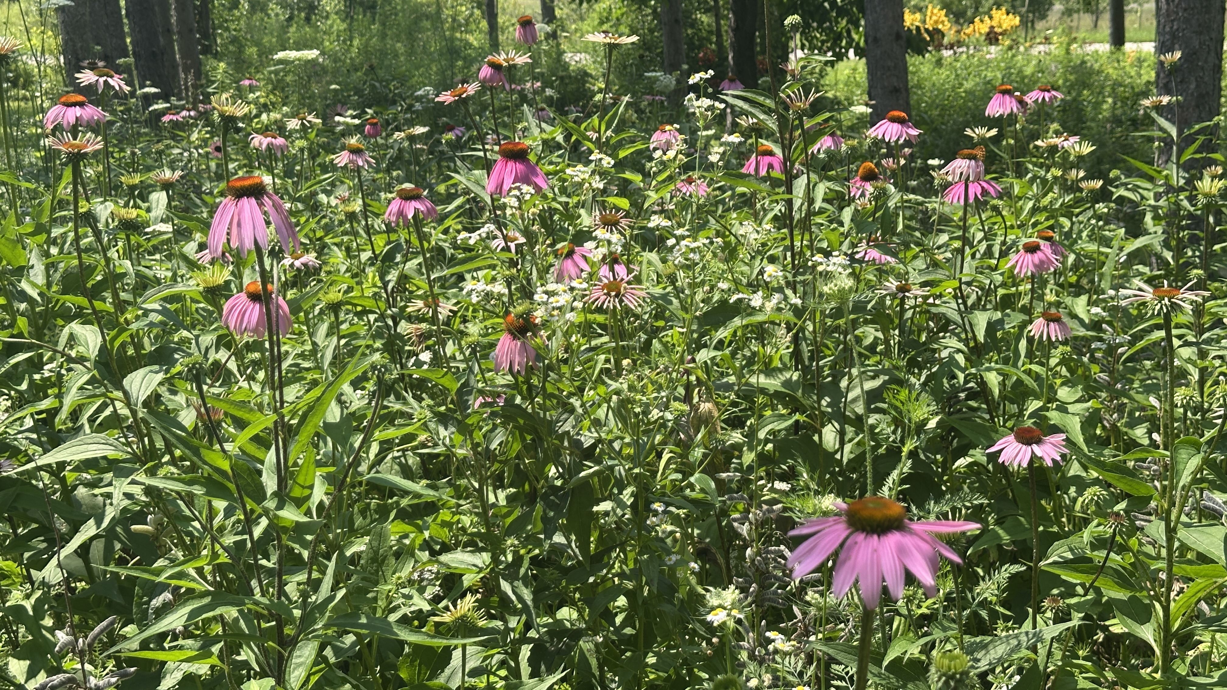 Camp10 Gardens flowers 2025