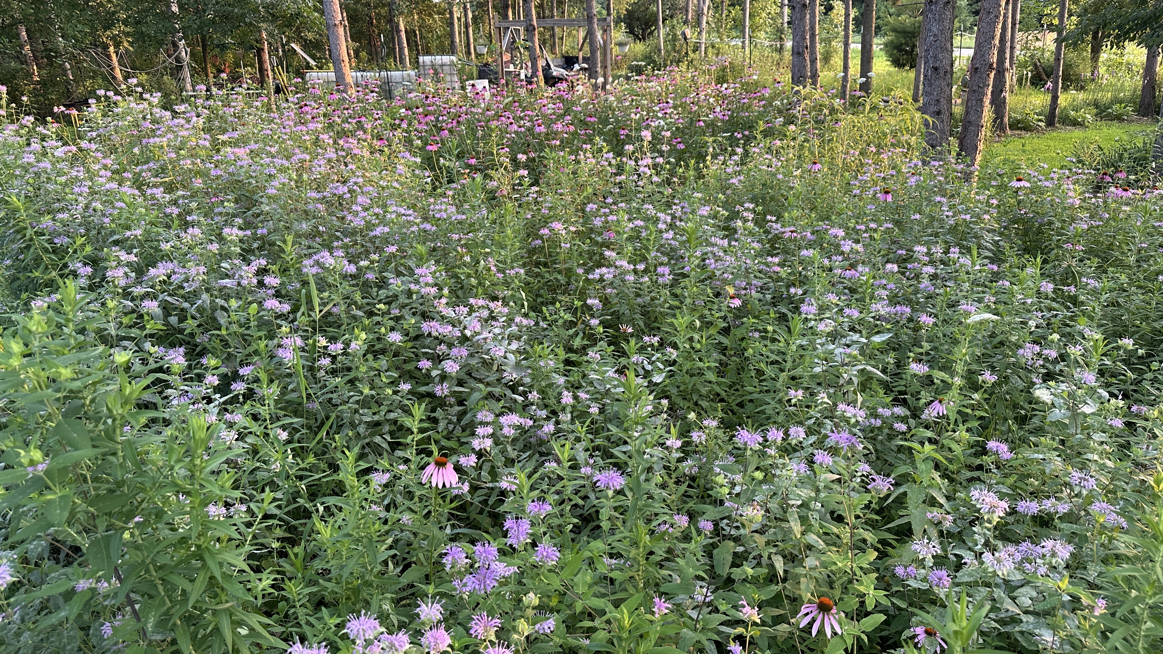 Camp10 Gardens flowers 2025