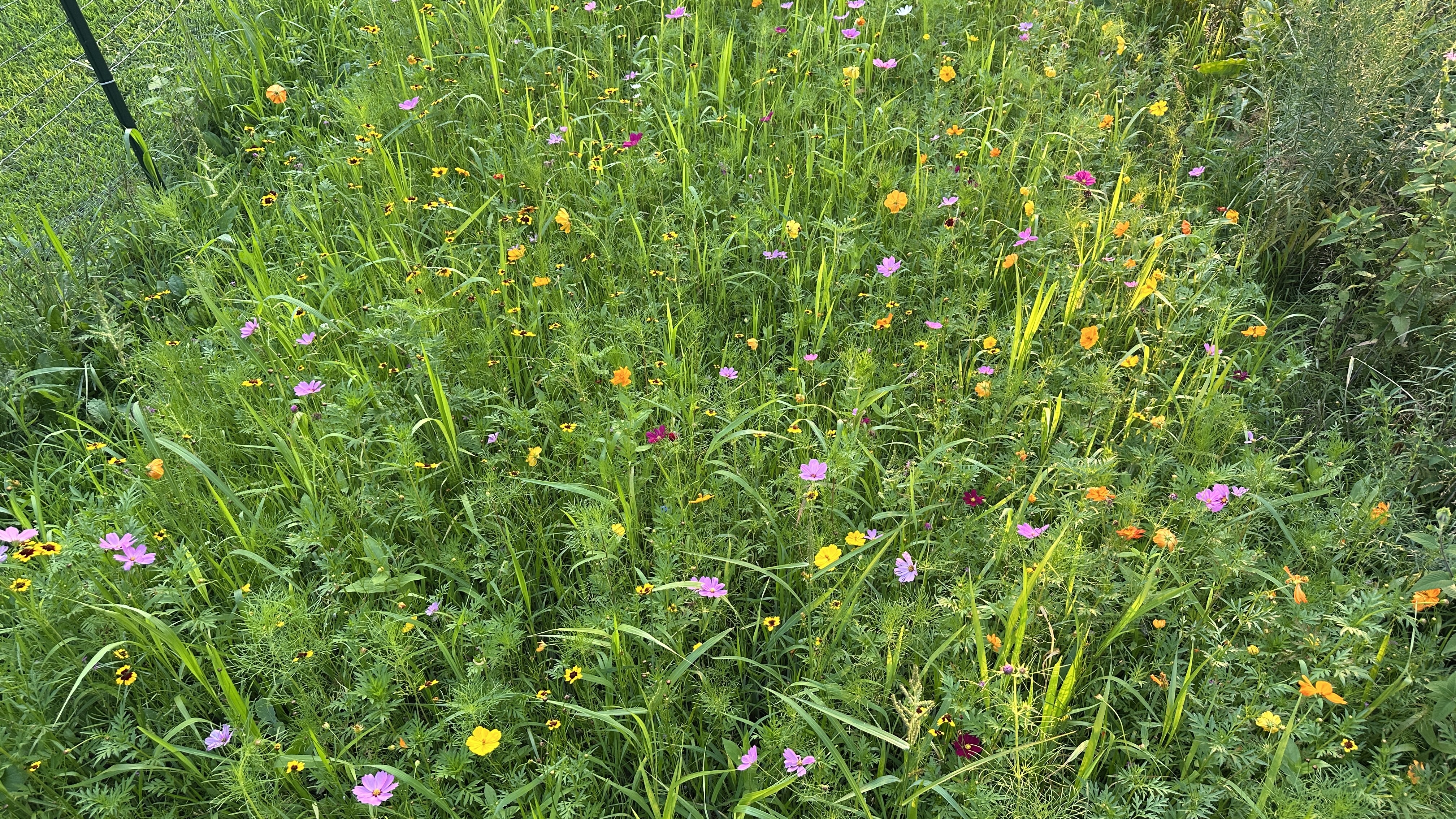 Camp10 Gardens flowers 2025